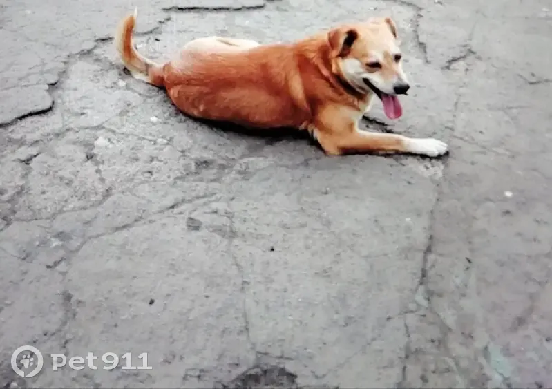 Пропал собака, Юшково, Белгородская область - кличка Миша, не агрессивный - photo
