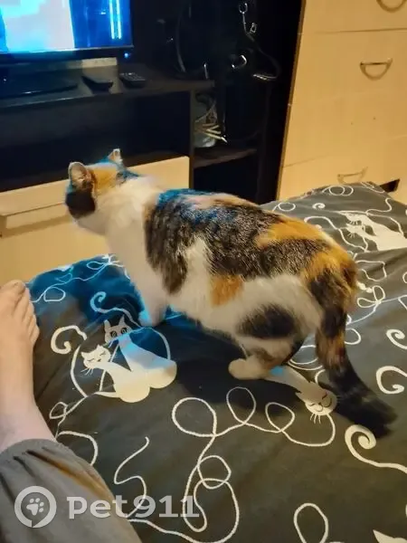 Пропала кошка, Пролетарская улица, 15, Воткинск - трёхцветная - photo