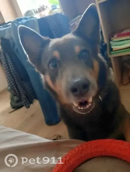 Пропал собака, проспект Текстильщиков, Иваново - чёрный с белой грудкой - photo