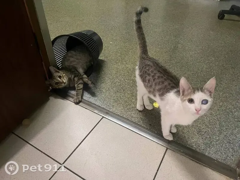 Пропал кот, Просторная улица, 8, Москва - травмирован глаз - photo