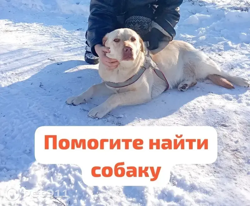 Пропала собака, Бугроватый переулок, Шахты - девочка лабрадор - photo