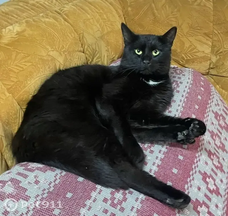 Пропал кот, улица Александра Невского, 76, Калининград - чёрный с белым пятнышком на грудке - photo