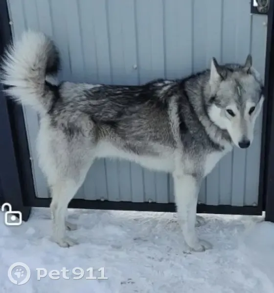 Пропала собака, городское поселение Аксубаево, Аксубаево - серая лайка с белыми лапками - photo