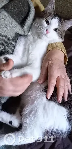 Пропал кот, улица Благоева, 28, Краснодар - photo