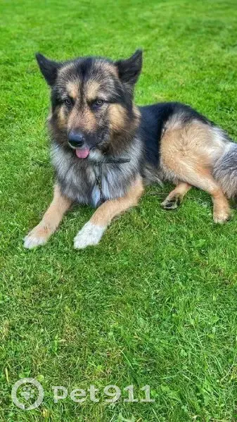 Пропал собака, 6-я Лесная улица, 17, Мгинское городское поселение - дружелюбный - photo