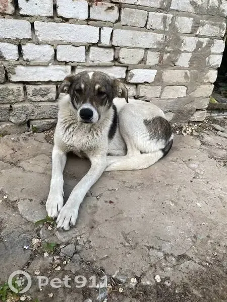 Пропала собака, женский пол, улица Маршала Толбухина, 17, Волгоград - photo