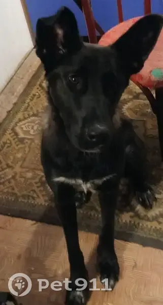 Пропала собака, женский пол, проспект Фрунзе, Томск - зелёный ошейник - photo