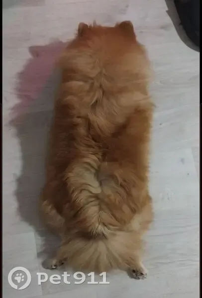 Пропала собака, Ивановская улица, 86Г, Ивановка - рыжая шпиц по кличке Луча - photo