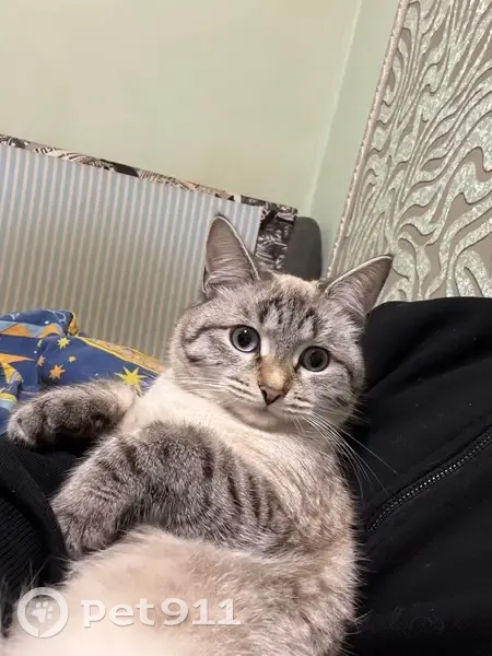 Пропала кошка, улица Маяковского, Ржев - светлый окрас, тёмная спина - photo