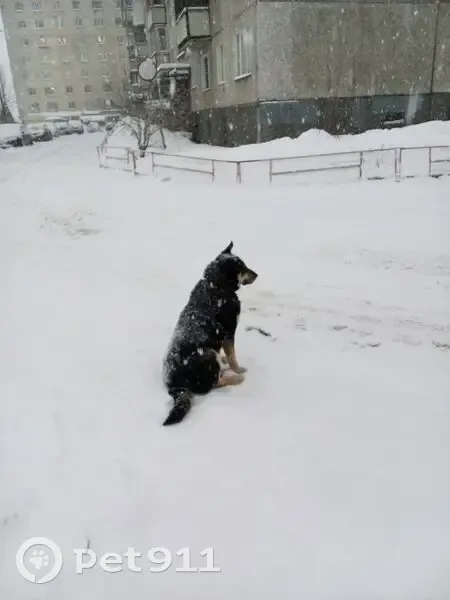 Пропала собака, женская, проезд Михаила Ивченко, Мурманск - черный окрас, темный ошейник - photo