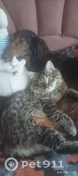 Пропал кот, улица Стойкости, 29 к1, Санкт-Петербург - пушистый, серо-бело-черный - photo