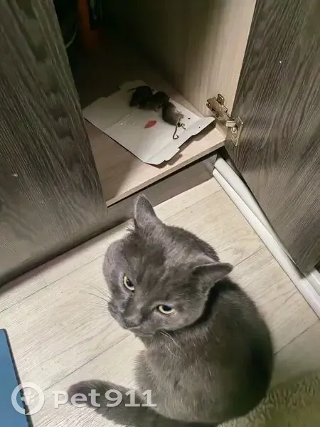 Пропал кот, 7-я Северная улица, 36А, Омск - серый окрас, ранка около правого ушка - photo