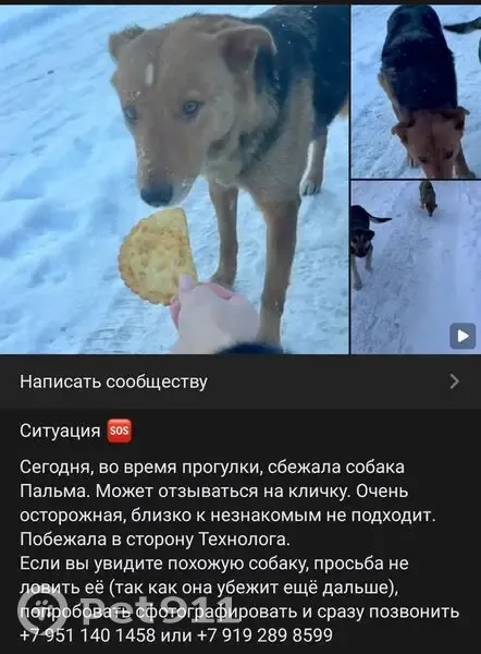 Пропала собака, женский пол, улица Губкина, Белгород - photo