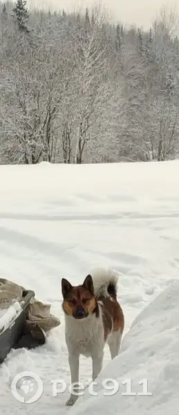 Пропала собака, Новокузнецк, окрас белый с рыжими пятнами - photo