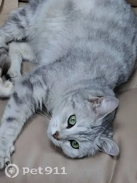 Найдена кошка, женская, 24-я Северная улица, Омск - домашняя, зелёные глаза - photo