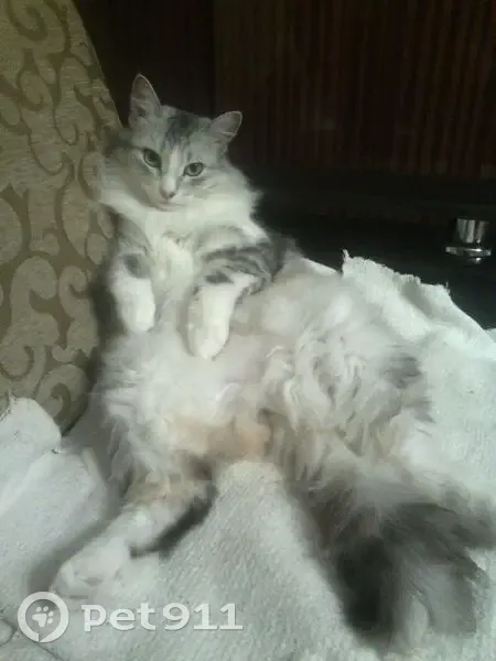 Пропала кошка, проспект Победы, 20/36, Ступино - серо-белая пушистая - photo