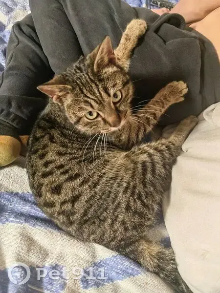 Найден кот, Омск, Омская область - молодой, тигровый окрас - photo