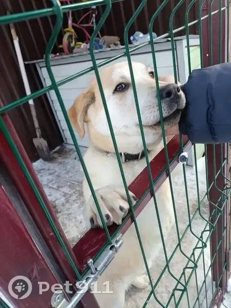 Пропал собака, Сумская улица, 76А, Белгород - лабрадор, 6 месяцев - photo