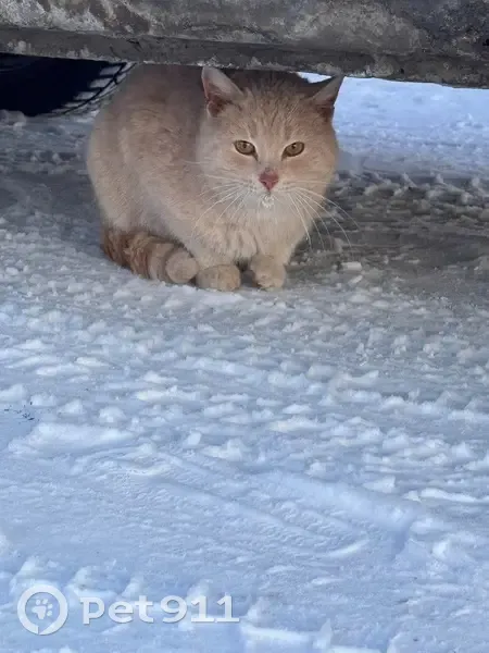 Найдена кошка, Парковая улица, Розовка - photo