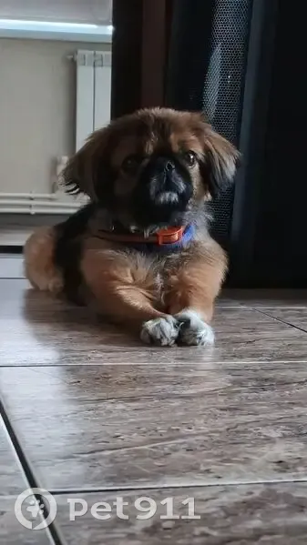 Пропала собака, мужской, Дерезовская улица, Заброды - два ошейника, может укусить - photo