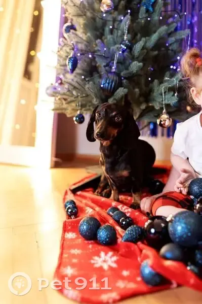 Пропал собака, улица Курчатова, 4, Краснодар - сломан хвостик - photo