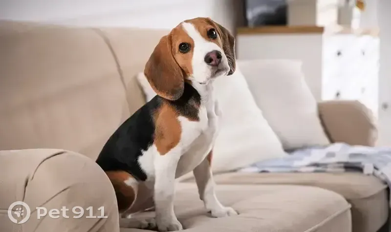 Пропал собака, Семёновская улица, 76, Курск - триколор, активный - photo