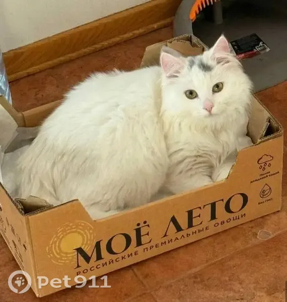 Пропал кот, улица Хихлушки, 4, Белгород - длинношерстный, белый с серыми пятнышками - photo