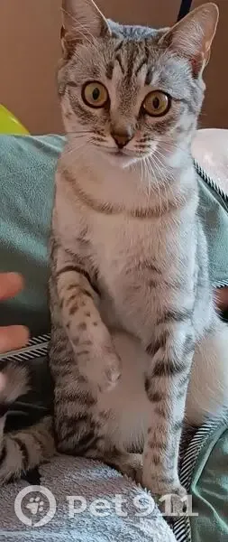 Пропала кошка, Степная улица, Балаково - похожа на британку - photo