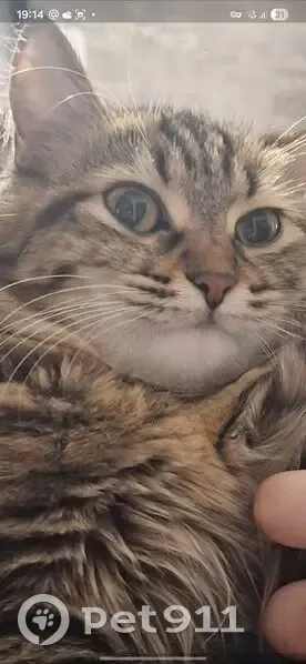 Пропала кошка, улица Гамидова, 83А, Избербаш - порода табби - photo