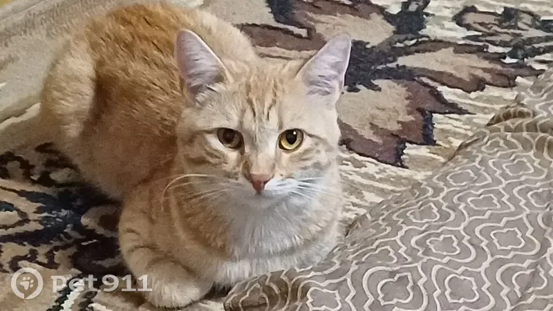 Пропал кот, Харабали - рыжий и ласковый Персик - photo