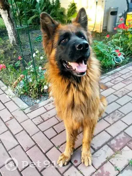 Пропал собака, улица Матросова, 24, Дзержинск - лохматый длинношерстный - photo