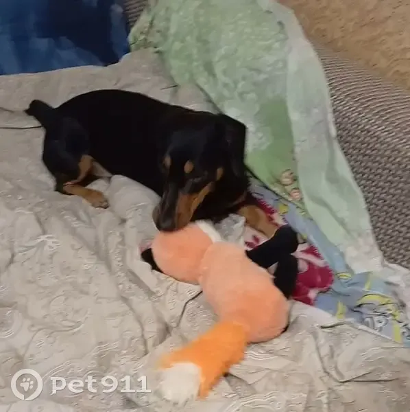 Пропал собака, Варваровка, Белгородская область - кличка Рич - photo