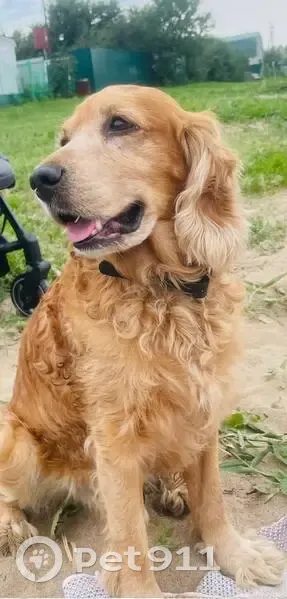 Пропала собака, проспект Строителей, Саратов - кличка Персик, возраст 14 лет - photo