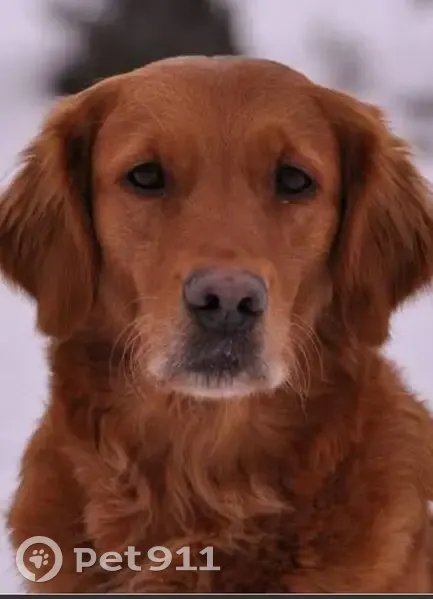 Пропал собака, Нежинка, Оренбургская область - золотистый ретривер с черным ошейником - photo