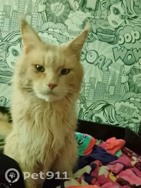 Пропал кот, улица Ивана Черных, 97/2, Томск - мейнкун, не кастрирован - photo