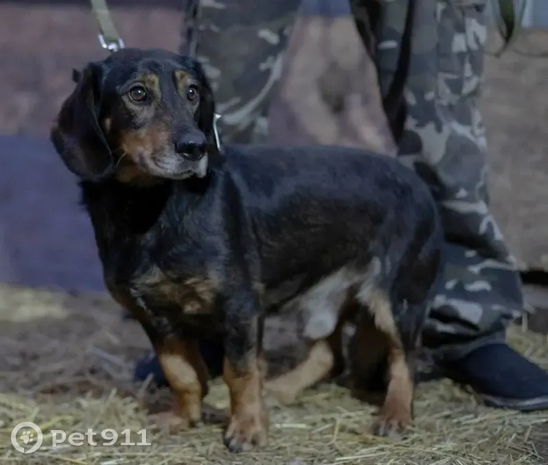 Пропал собака, улица Суворова, 223, Чапаевск - чёрно-коричневый, спокойный - photo