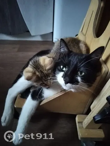 Пропал кот, Береговая улица, Берёзовка - зелёный светоотражающий ошейник - photo