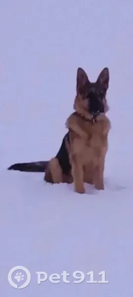 Пропала собака, женская, немецкая овчарка, Смоленская область - черный кожаный ошейник - photo