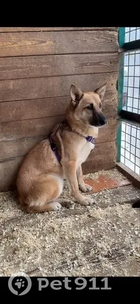Пропала собака, Центральная улица, Троице-Сельцо - photo
