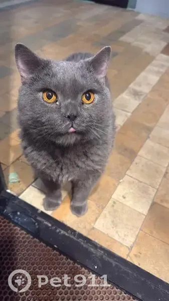 Найдена кошка, проспект Ленина, дом 71, Балашиха - photo