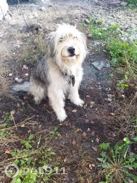 Пропал собака, Топольная улица, 12, Нижний Новгород - старый, плохо видит - photo