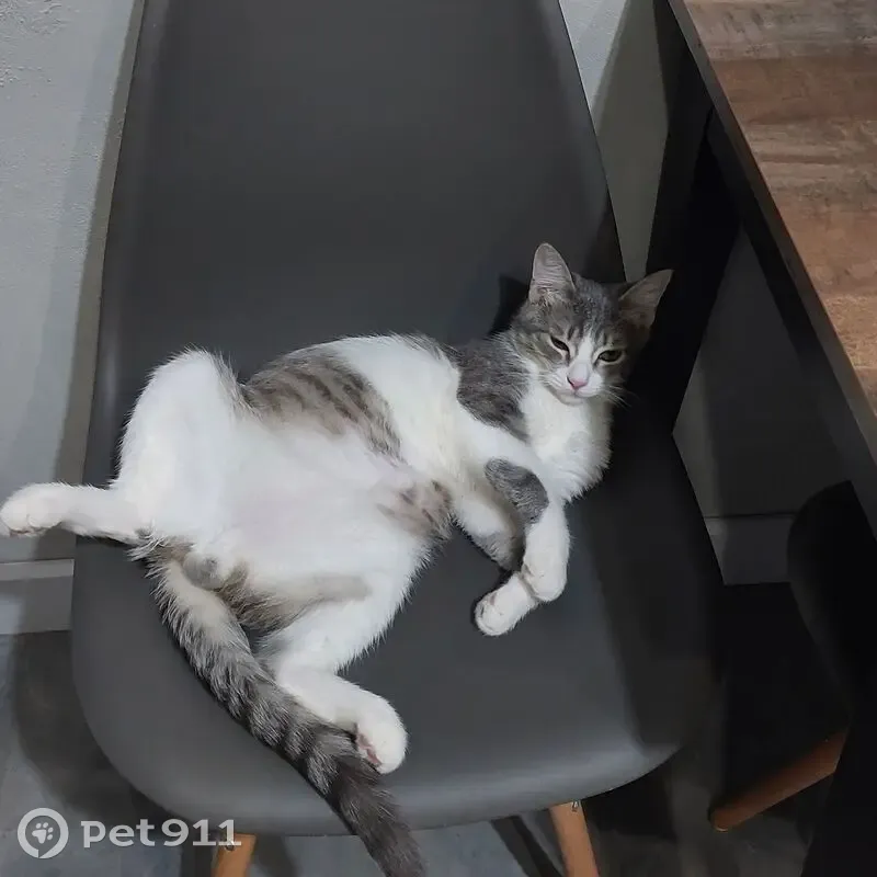 Пропал кот, улица Ирчи Казака, 22, Махачкала - бело-серый окрас, пугливый - photo