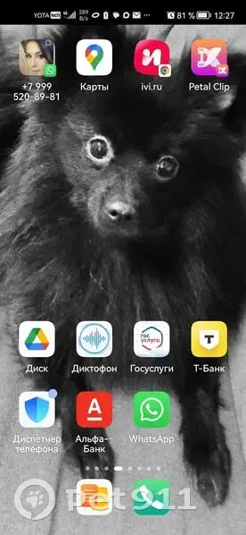 Пропал собака, проспект Наставников, Санкт-Петербург - чёрный, 7 лет - photo