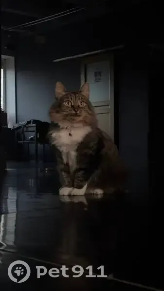 Пропала кошка, улица Батурина, Владимир - трёхцветный окрас - photo