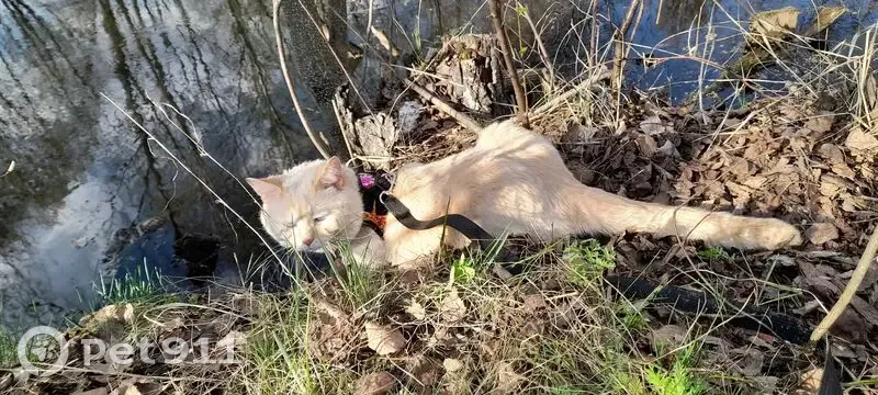 Пропал кот, 95, Казань - персиковый окрас и голубые глаза - photo