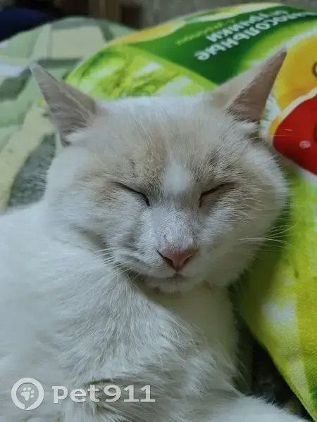 Пропал кот, Ташкентская улица, 32, Уфа - белый с рыжим, 7 месяцев - photo