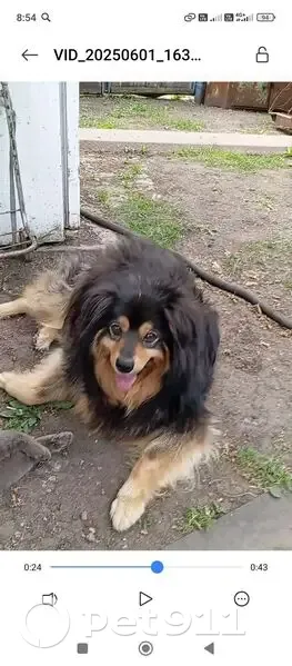 Пропала собака, Новотепличная улица, городской округ Липецк - чёрная, лохматая, стерилизованная - photo