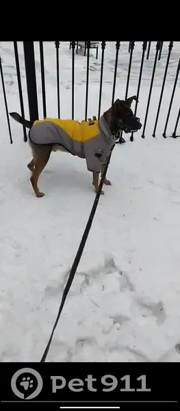 Пропала собака, набережная Обводного канала, 36 литБ, Санкт-Петербург - в наморднике и жёлто-сером комбинезоне - photo