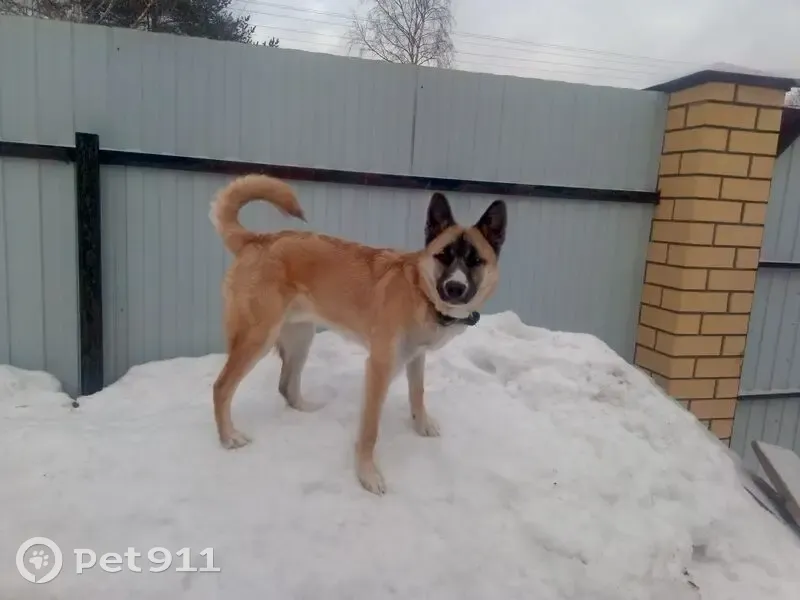 Пропал собака, улица Завьялова, 68, Пермь - рыжий окрас, левый глаз наполовину голубой - photo