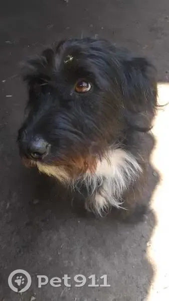 Пропал собака, Южноуральск - чёрная, по кличке Пират - photo